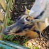 Herbstferienbetreuung: Waldkugelbahn + Tiergehege Rotenburg